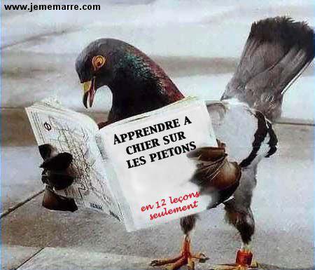 apprendre a chier sur les piton en 12 leons!